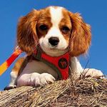 Jackie Nicholson 🐾 - @jackie_cavalier - Instagram