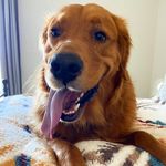 Jackie Ott - @sweetfacedogs - Instagram