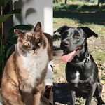 Jackie & Dushi - @eastpointerjackie - Instagram