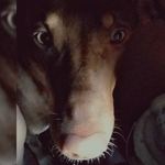 jackie - @jackie_the_pointer - Instagram