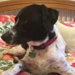Jackie The English Pointer - @jackietheenglishpointer - Instagram
