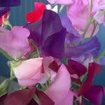 Jackie Prout - @proutjackie - Instagram