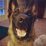 Jackie Purvis - @rubydoo_the_malinois - Instagram