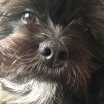 jackie pumpkin ralston - @jackieshorkie - Instagram