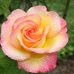 Jackie Reid - Facebook