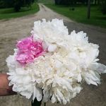 Jackie Reiter - @_cedar_river_blooms_ - Instagram