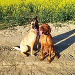 Jackie (vizsla) & Roxy, Rex (malinois) - @vizsla_malinois_friends - Instagram