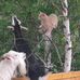 Jacqueline Robichaud - Facebook