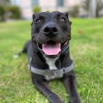 Jackie Robinson 🐾 - @mr.jackierobinson - Instagram