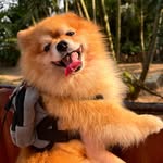 Jack e Rolf Júnior Lulu da Pomerania - @jackerolfjr - Instagram
