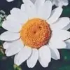 jackierossi - @jackierossi4 - TikTok