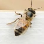 Jackie Rushton - @beekeepergoddess - Instagram