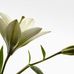 Jackie Sample Online 36086 - Facebook