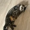 jackiesun41 - @jackieseifertt - TikTok