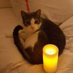 jackiesherrill - @jackiesherrillthecat - Instagram