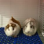 Sofia&Jackie💕 The Guinea Pigs - @guineapig.sofia.jackie - Instagram
