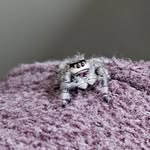 Jackie Spiers - @queen_of_beakies - Instagram