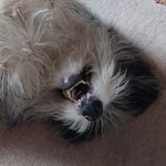 Jackie Storey - @allfluffandnonsense - Instagram