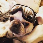 Jackie Vickers - @walkandwaggle - Instagram