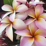 Jackie Vidal - @jackie.vidal.37 - Instagram