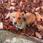 Jackie, Danger, And Walter - @themillikenmutts - Instagram