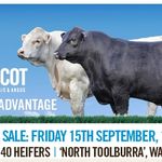 Jackie Wedge - @ascotcattle - Instagram