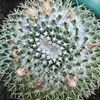 Jackson.AltmanPlants - @jackson.altmanpla - TikTok