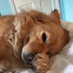 Jackson The Dog Arnett - @jacksonthedogarnett - Instagram