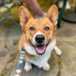 Jackson Bentley - @jacksonthewelshcorgi - Instagram