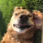 samuel scout jackson britton - @sammy.britton - Instagram