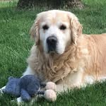 Jackson - @jackson_butterfly_highland_bgn - Instagram