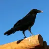 ScaryStoriesToTellInThePark - @jacksoncarpenter2006 - TikTok
