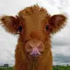 Cowkatsu - @jacksonchow335 - TikTok