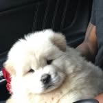 Jackson The Chow - @jacksonthechow - Instagram