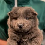 Jackson The Chow 🐻 - @jackson.chowchow - Instagram