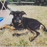 JacksonCrewDog💯 - @jacksoncrewdog - Instagram