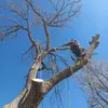 Jacksoncrowtreeservices - @jacksoncrowtreeservices - TikTok