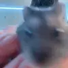 jacksondahlquist - @tiktok_filter_master1 - TikTok