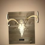 Jackson Dunlap - @jd_skullmounts - Instagram