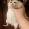 jacksondyer953 - @jacksondyer953 - TikTok