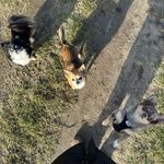 Emmi🐶Jackson🐶Eddy - @emmi_jackson_eddy - Instagram