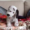 sunny Jackson falconer - @sunnythecoolpreson - TikTok