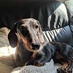 Jackson Ferdinand - @jack_the_italiandachshund - Instagram