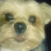 dog for LIFE - @jacksonferrell22 - TikTok