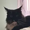 Jackson Fox - @mr.jacksonfox - TikTok
