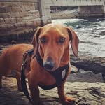 Jackson Friend - @doxiejacksonfriend - Instagram