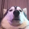 Jackson (Walters Best Friend) - @jackson.walters.friend - TikTok