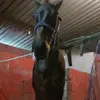 rancho do galo cego - @jackson.gabriel.d6 - TikTok
