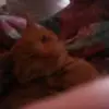jacksonhahn2003 - @jacksonhahn - TikTok