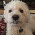 Jackson Hatfield - @jacksontheshipoo - Instagram